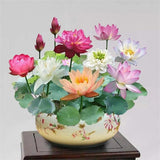 Bunte Bonsai-Lotus-Samen – Lebendig & Leicht zu Züchten
