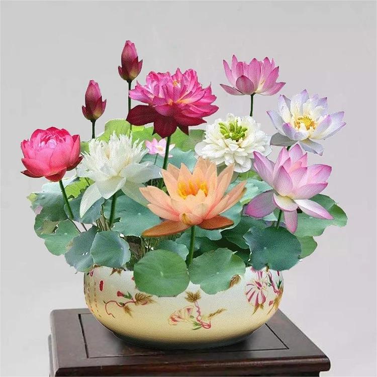 Bunte Bonsai-Lotus-Samen – Lebendig & Leicht zu Züchten