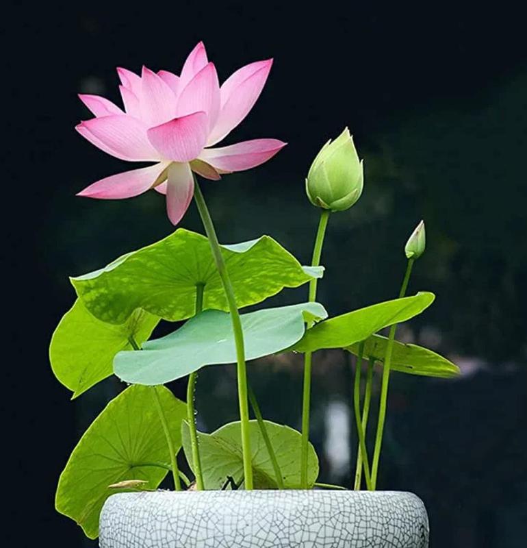 Bunte Bonsai-Lotus-Samen – Lebendig & Leicht zu Züchten