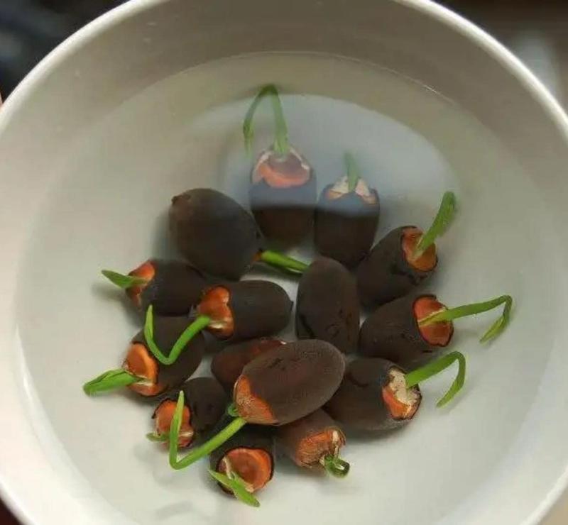 Bunte Bonsai-Lotus-Samen – Lebendig & Leicht zu Züchten