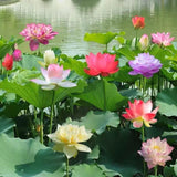 Bunte Bonsai-Lotus-Samen – Lebendig & Leicht zu Züchten