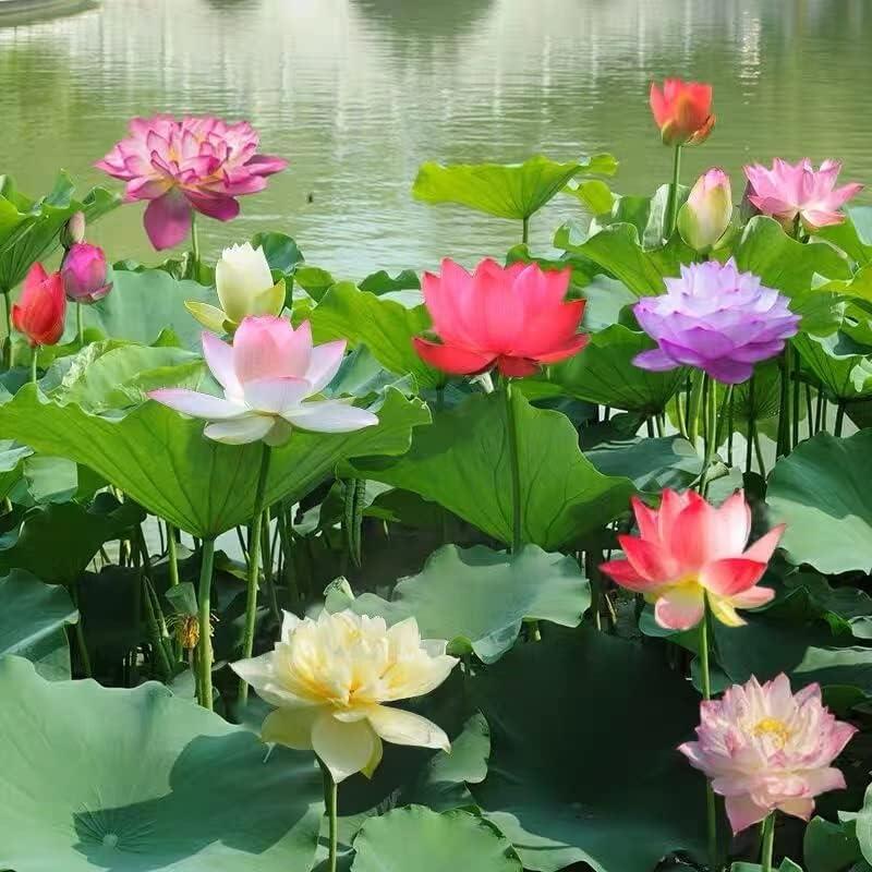 Bunte Bonsai-Lotus-Samen – Lebendig & Leicht zu Züchten