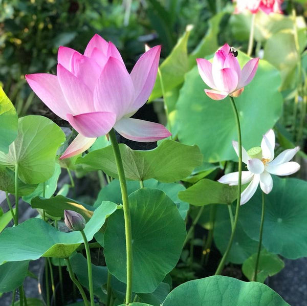 Bunte Bonsai-Lotus-Samen – Lebendig & Leicht zu Züchten